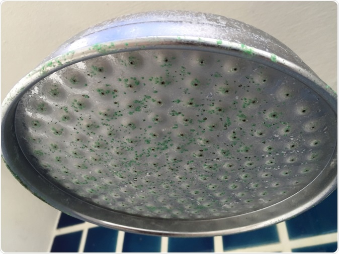 Dirty showerhead: Salaryman / Shutterstock