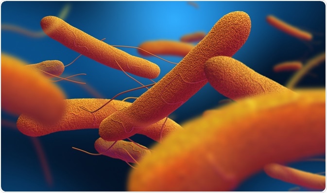 Salmonella bacteria - the bacteria that cause typhoid fever - by Festa