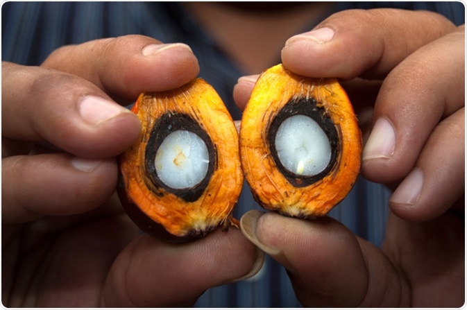 Palm fruits - Image Credit: Mosista / Shutterstock