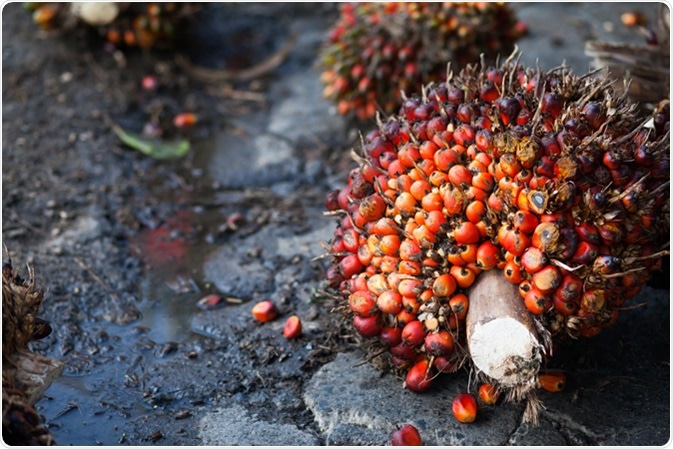 Palm Oil Fruits on the palm tree. Image Credit: MIA Studio / Shutterstock