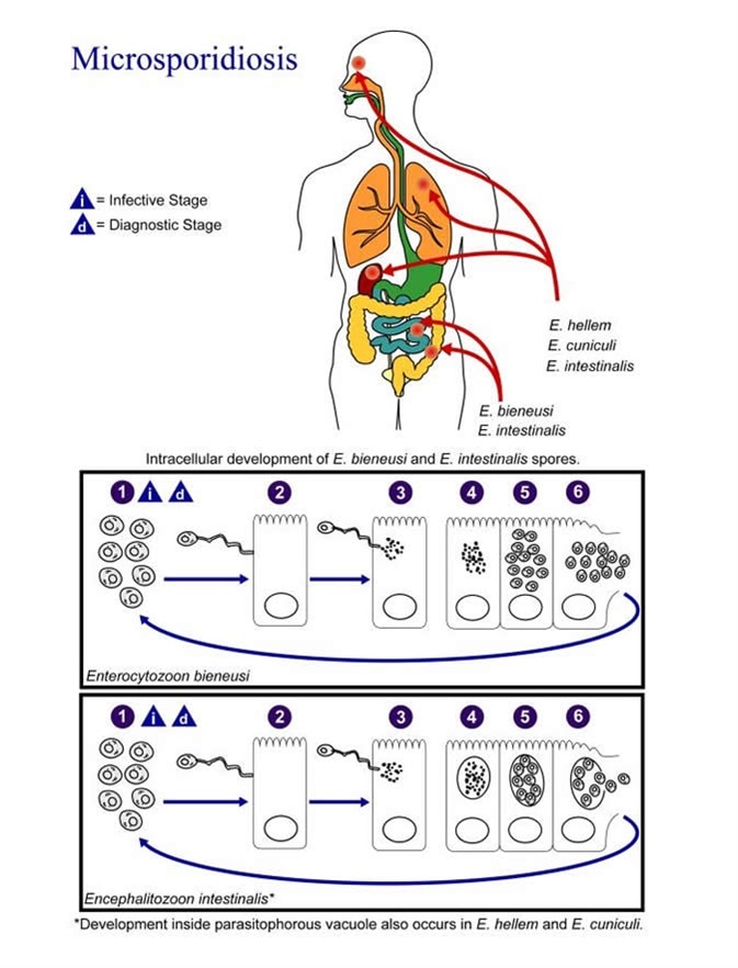 Illustration of the life cycle of the agents responsible for causing Microsporidiosis. Image Credit: CDC/Alexander J. da Silva, PhD/Melanie Moser