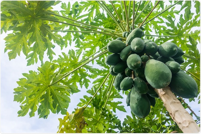 The papaya tree with fruits. Image Credit: Worayoot Wongnin / Shutterstock