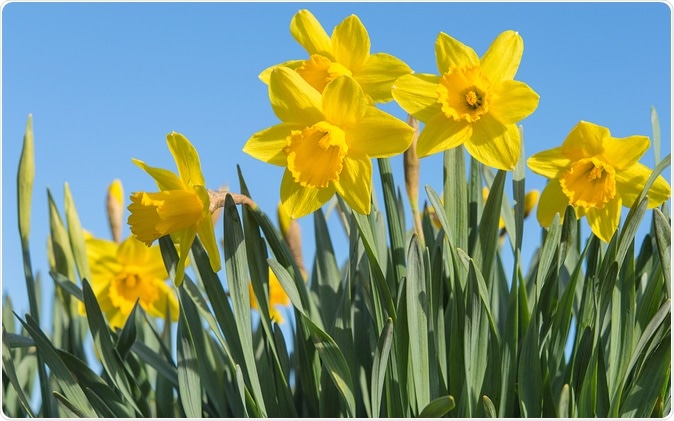 Daffodils - Image Credit: Servickuz / Shutterstock