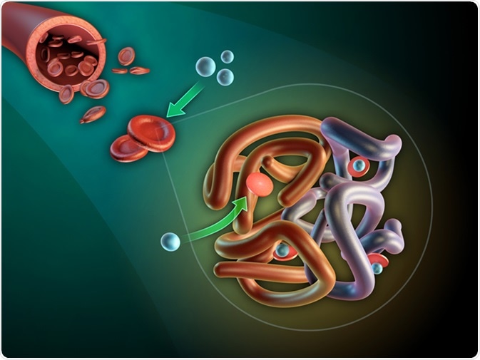 Hemoglobin molecule structure. 3D illustration. Image Credit: Andrea Danti / Shutterstock
