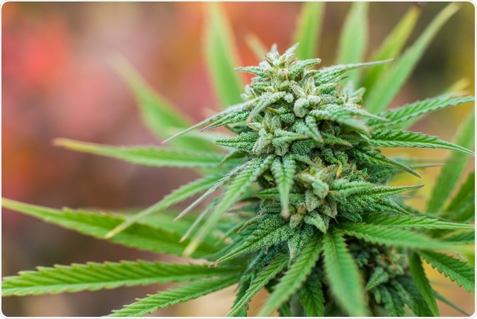Marijuana plant flowering outdoors. Image Credit: Yarygin / Shutterstock Marijuana plant flowering outdoors. Image Credit: Yarygin / Shutterstock