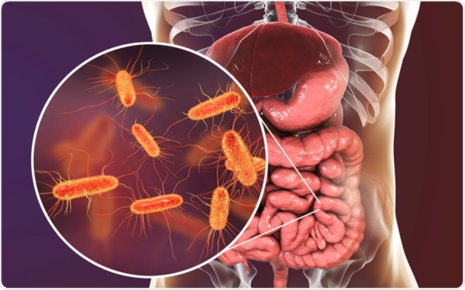 Intestinal microbiome, 3D illustration showing anatomy of human digestive system and enteric bacteria Escherichia coli, E. coli, colonizing jejunum, ileum, other parts of intestine. Gut normal flora. Image Credit: Kateryna Kon / Shutterstock