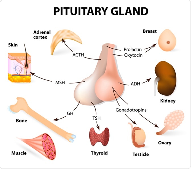 Pituitary Gland Hormones and Functions