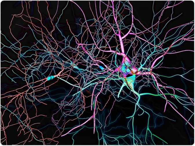 Neurons, synapses, neural network. Image Credit: Naeblys / Shutterstock