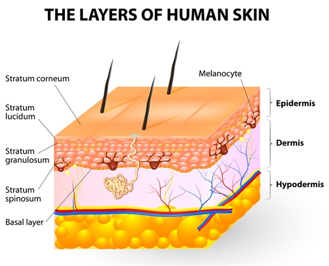 Melanocyte and melanin. layers of epidermis. Melanocytes produce the pigment melanin, which they can then transfer to other epidermal cells. Image Credit: Designua / Shutterstock