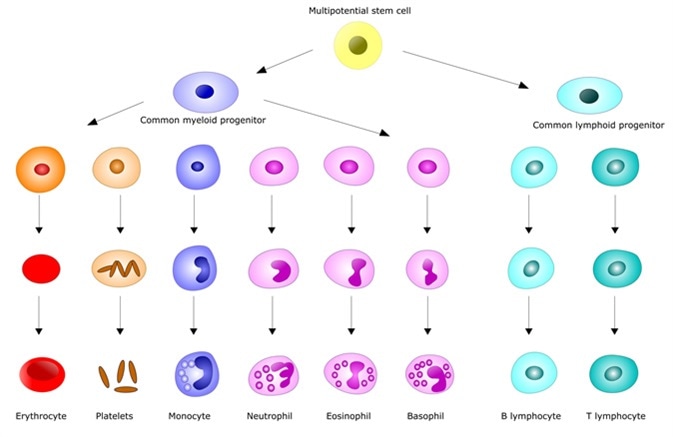 The formation of blood cells: hematopoiesis - Image Credit: Ellepigrafica