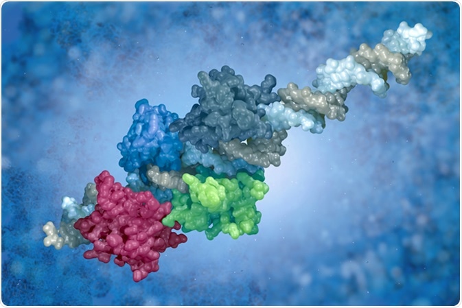 DNA-protein complex. Surface representation of transcription factors (interferon regulatory factors) bound to the interferon-beta enhancer; rendered from PDB structure 2O6G. Image Credit: vitstudio / Shutterstock