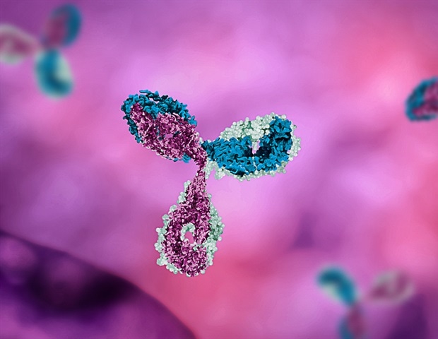Researchers find mechanism that controls the growth of B1-cells Researchers find mechanism that controls the growth of B1-cells