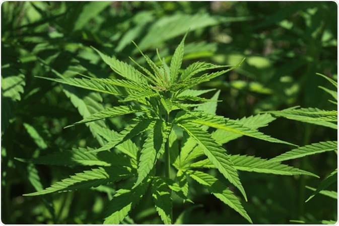 Cannabis sativa. Image Credit: BAO-Images Bildagentur / Shutterstock Cannabis sativa. Image Credit: BAO-Images Bildagentur / Shutterstock