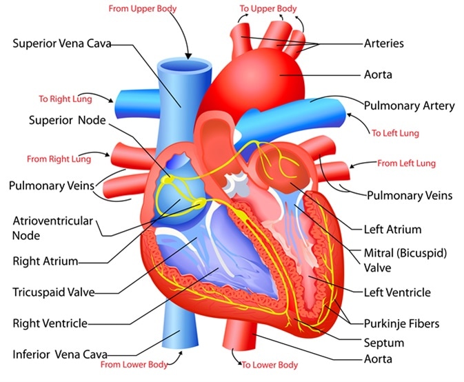 Easy to edit vector illustration of anatomy of heart. Image Credit: Snapgalleria / Shutterstock