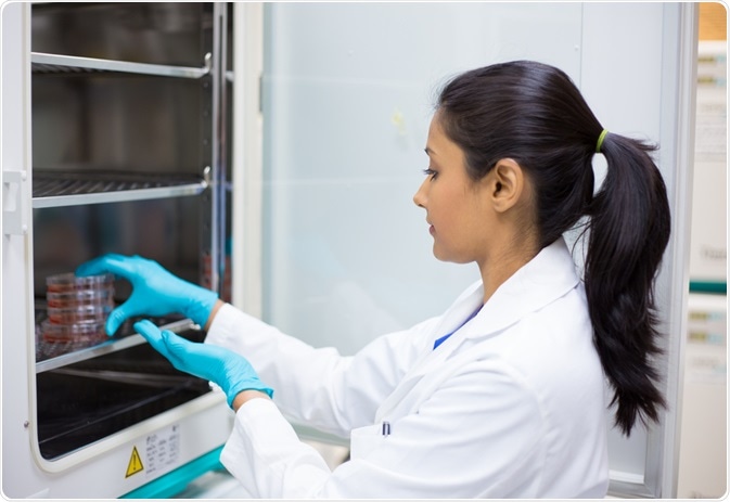 Scientist putting cell culture plates into sterile incubator.