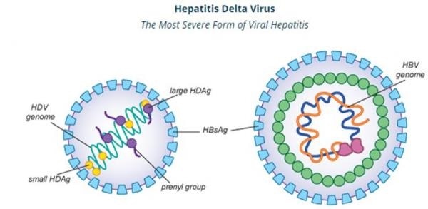 Hepatitis D virus (HDV). Image Credit: Eiger Biopharmaceuticals