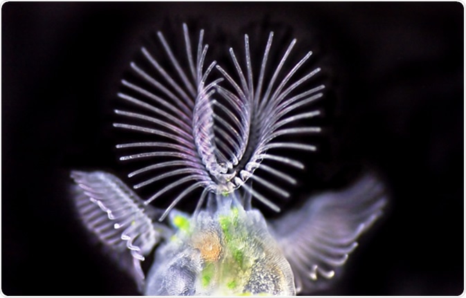 Bryozoa - Cristatella mucedo - moss animal - bryozoans - darkfield. Image Credit: Lebendkulturen.de / Shutterstock