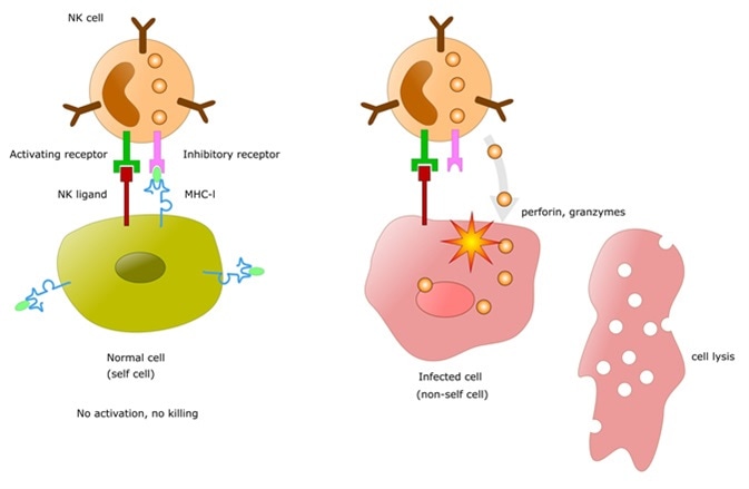 Immune system: dual receptor system to activate or not natural killer cells (NK). Image Credit: ellepigrafica / Shutterstock