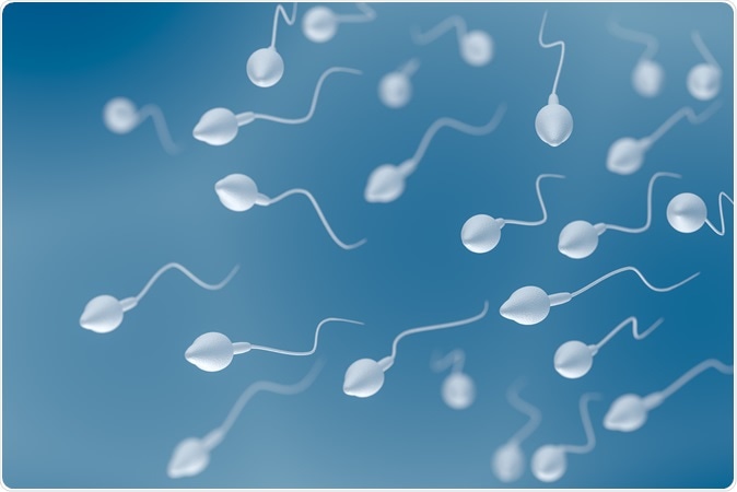 Sperm cells 3D rendered illustration. Image Credit: Vchal / Shutterstock