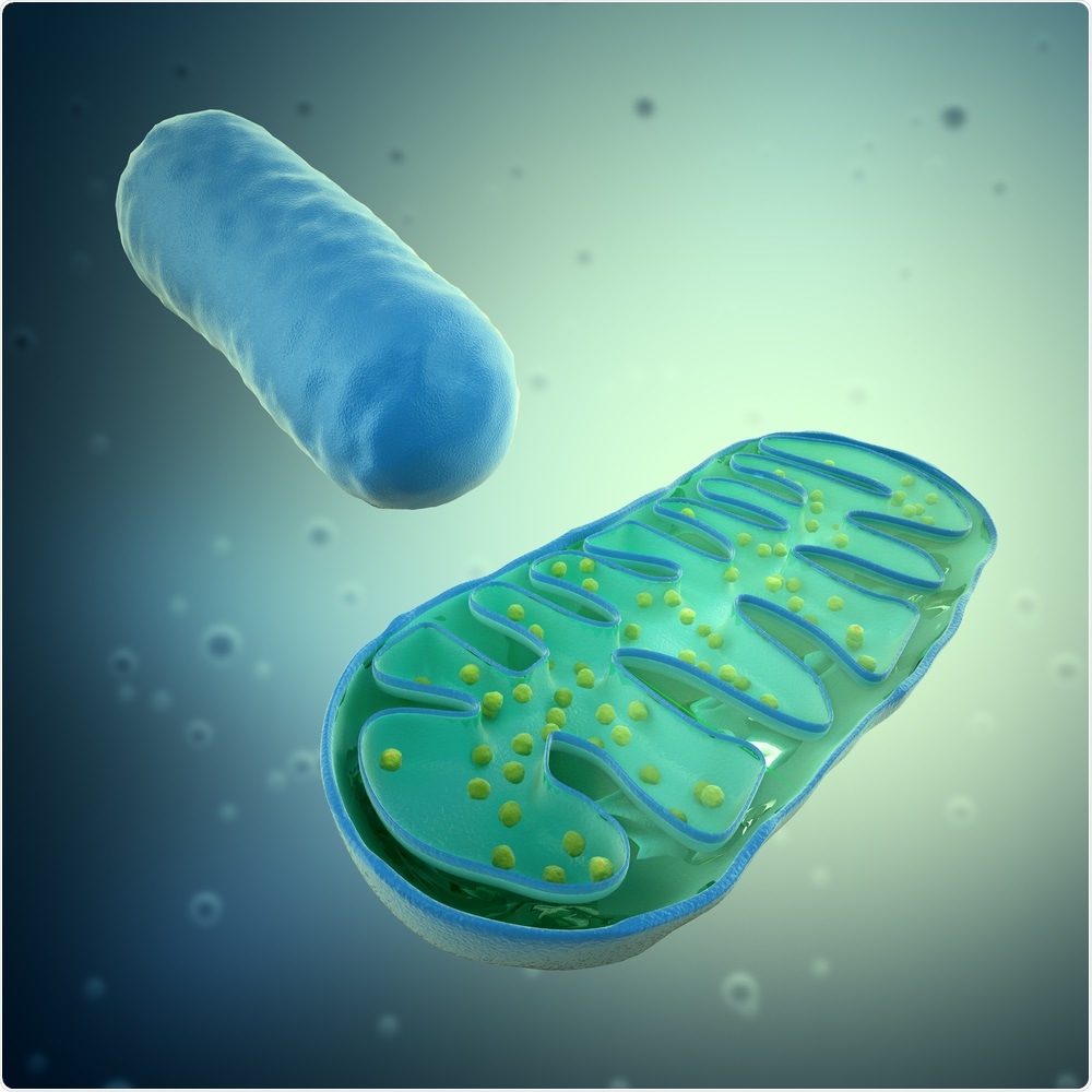 Mitochondria