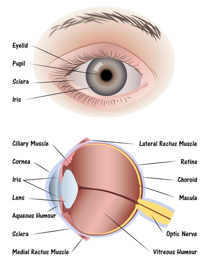 Diagram Of The Human Eye With Labels