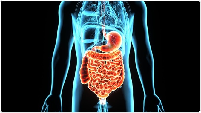 3D illustration human male stomach digestive system. Image Credit: Life Science / Shutterstock