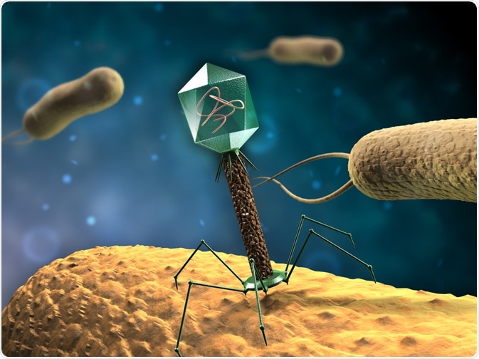 Bacteriófagos templados y el ciclo lisogénico
