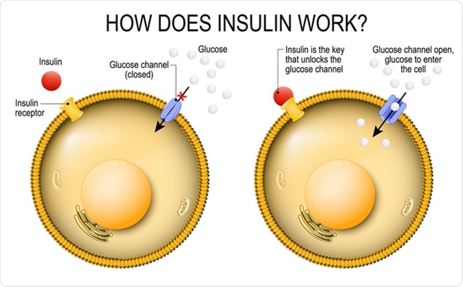 Insulin Gene