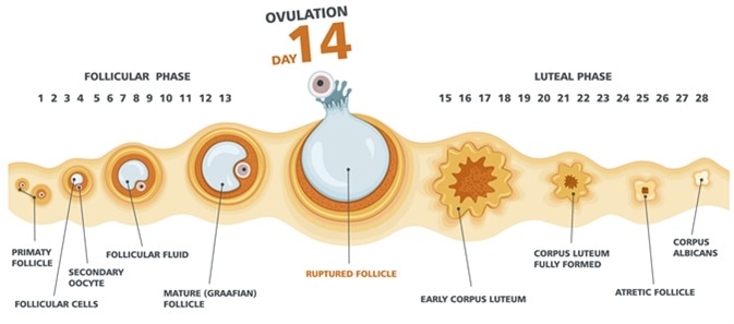 Ovulation Mal Au Ventre 2021