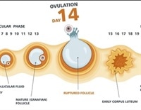 What Is Ovulation