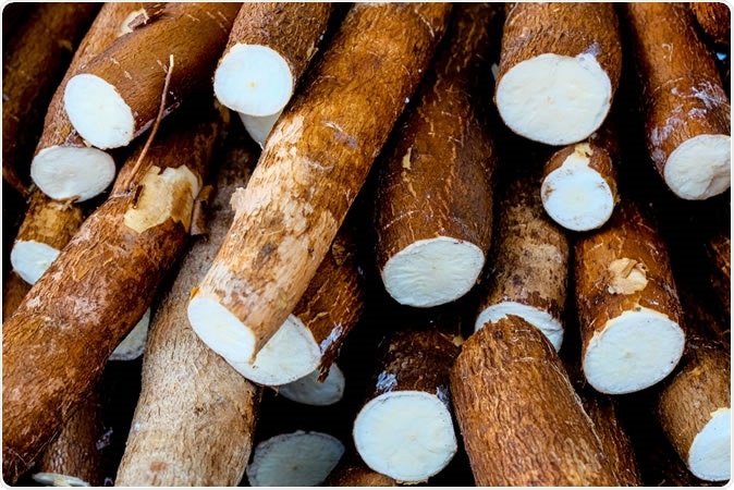 Cassava, also called manioc, yuca, balinghoy, mogo, mandioca, kamoteng kahoy, tapioca and manioc root, a woody shrub of the Euphorbiaceae family native to South America - Image Credit: Julio Ricco / Shutterstock