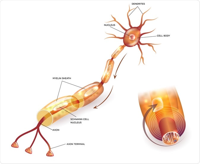 Autism spectrum disorder could be triggered by low placental steroid levels