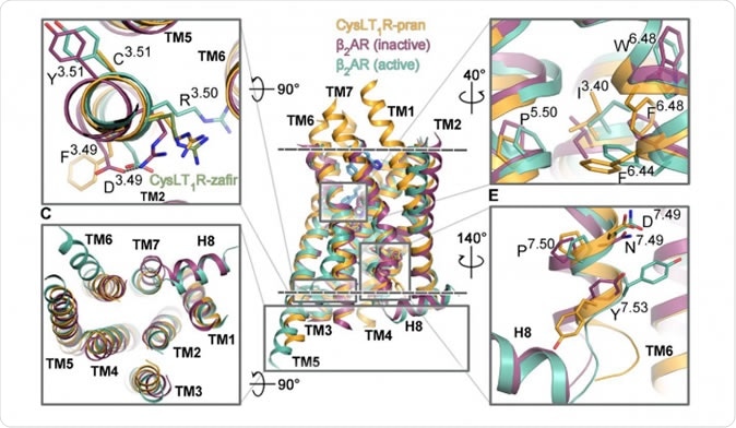 Figure 1. The segments of the CysLT1 receptor responsible for its activation are shown in orange, next to other G protein-coupled receptors.