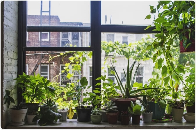 Indoor plants do not improve indoor air quality