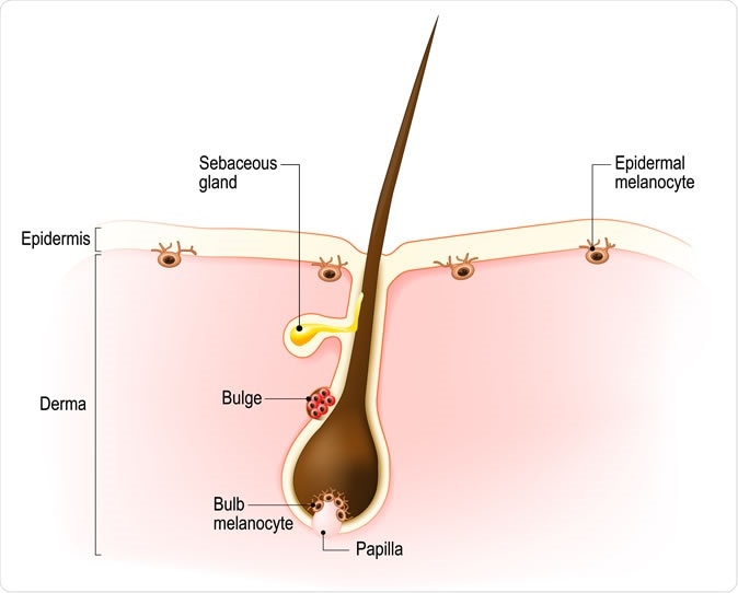 Anatomy of the hair follicle. Distribution of differentiated and immature melanocytes is shown