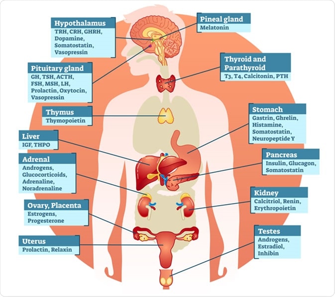 What are Hormones?