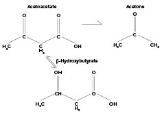 Solved: 2Ketones In The Urine Can Occur During Pregnancy - Chegg.com