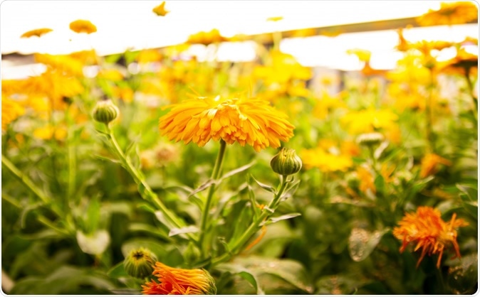Daisy family (Asteraceae). Image Credit: Earlham Institute (EI)