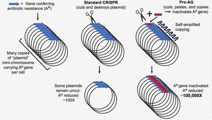 Genes conferring antibiotic resistance (AR) in bacteria (blue arrow) are often carried on circular mini-chromosome elements referred to as plasmids. Site-specific cutting of these plasmids using the CRISPR system, which results in destruction of the plasmid, has been used to reduce the incidence of AR by approximately 100 fold. Pro-Active Genetics (Pro-AG) employs a highly efficient cut-and-paste mechanism that inserts a gene cassette (red box) into the gene conferring AR thereby disrupting its function. The Pro-AG donor cassette is flanked with sequences corresponding to its AR target (blue boxes) to initiate the process. Once inserted into an AR target gene, the Pro-AG element copies itself through a self-amplifying mechanism leading to an approximately 100,000-fold reduction in AR bacteria. Image Credit: Bier Lab, UC San Diego