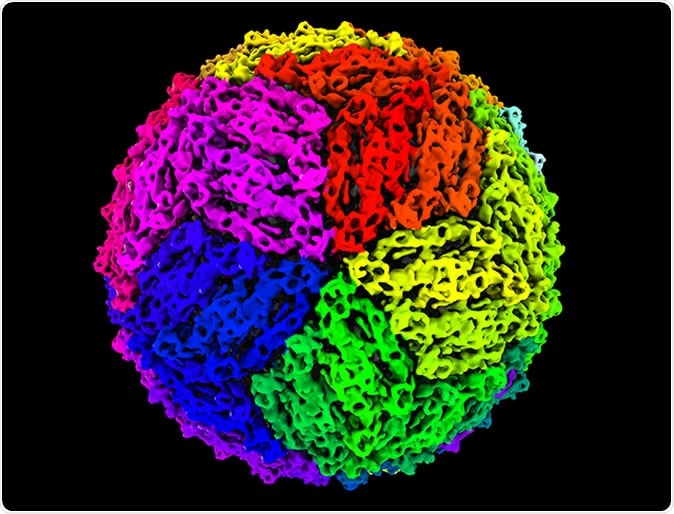 A 3D reconstruction of a chimeric viral particle. Proteins on the virus surface have been coloured using a rainbow gradient to represent the many possible viruses that could be presented using this system. This image was developed by UQ’s Dr Daniel Watterson.