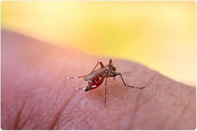 Study reports way to predict dengue transmission globally