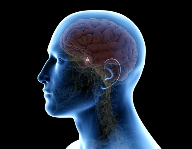 Pituitary Gland Hormones and Functions