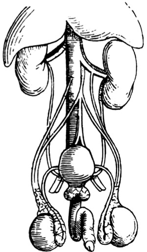 Milt és prostatitis