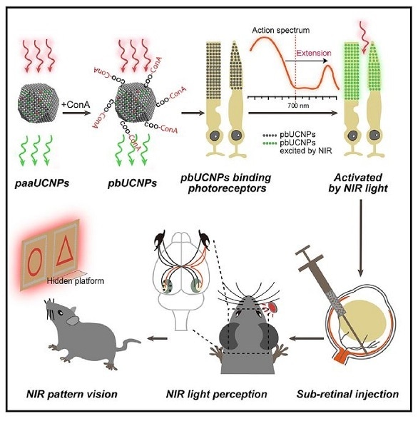 enables mice see light