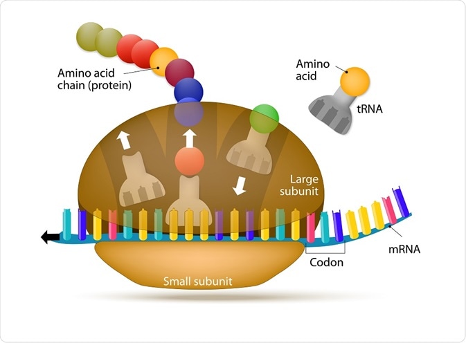 Ribosome Structure