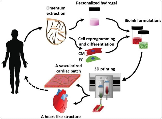 heart cell diagram