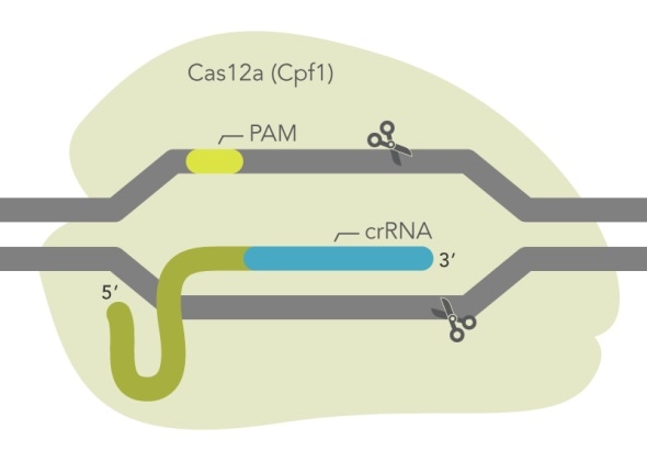 IDT releases new ultra-high performance CRISPR Cas12a enzyme