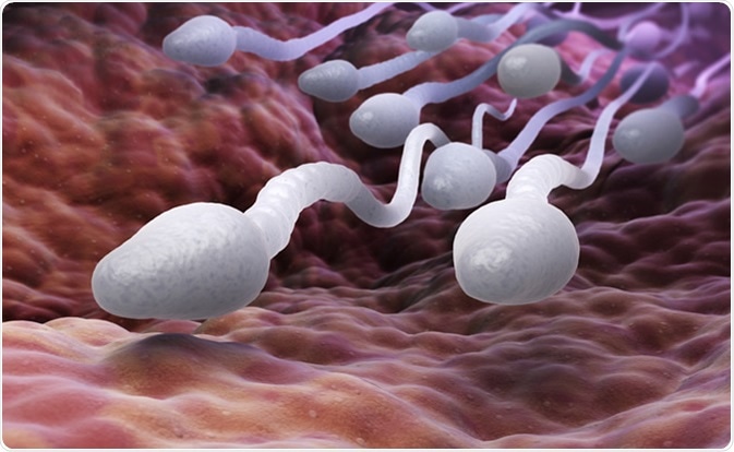 Do Stress and Anxiety Affect Sperm Quality?