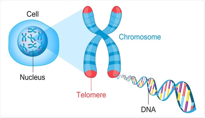 Image result for telomeres