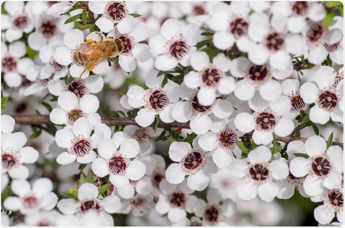 Honey Bee on Manuka flower. Image Credit: M Rutherford / Shutterstock